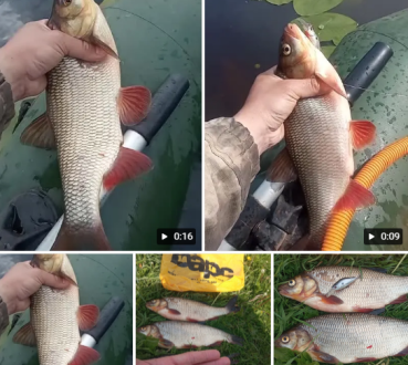 Спешите попробовать удачу на рыбалке с проверенными приманками.