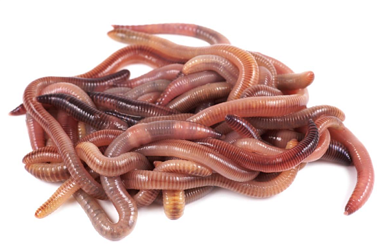 Наживка - червь крупный