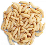 Наживка - опарыш (белый)